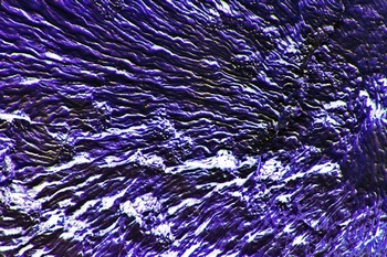 AP 81C1